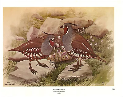 1968 Vintage Print Mountain Quail Bird Birds Tree Trees Art Home Forest Rocks • $24.88
