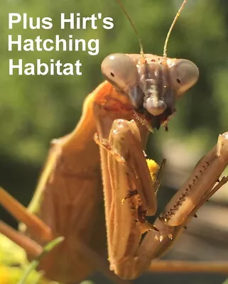 Carolina Praying Mantis 2 Egg Cases 100 - 400 Babies With Hirt's Hatching • $19.99