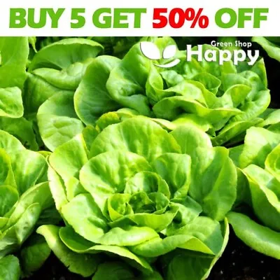 Vegetable Seeds LETTUCE - ALL YEAR ROUND - 1000 SEEDS - Lactuca Sativa • £1.99
