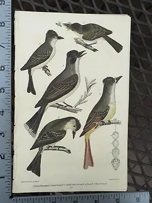 Wilson American Ornithology Orig 1832 Hand Colored Tyrant Gt Crested Flycatcher • $17.99