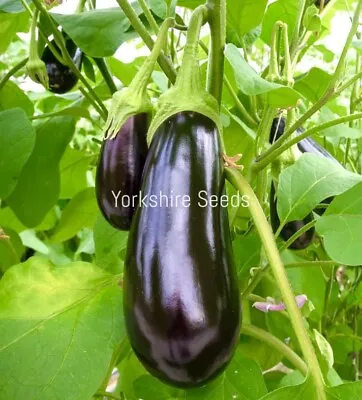 50x Aubergine Moneymaker F1 Vegetable Seeds • £1.99