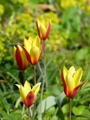 20x Tulip Clusiana Chrysantha Species Spring Flowering Bulbs Rare Dwarf Variety • £6.99