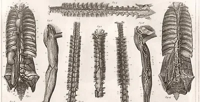 1850 Anatomy Of The Human Vascular System #3 JG Heck NEW Fine Art Giclee Print  • $6.99