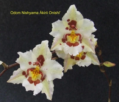 $25 • Buy Orchid Plant 0364. Oncidium Nishyama 'Akiri Onishi' Mericlone Nice Plant Floweri