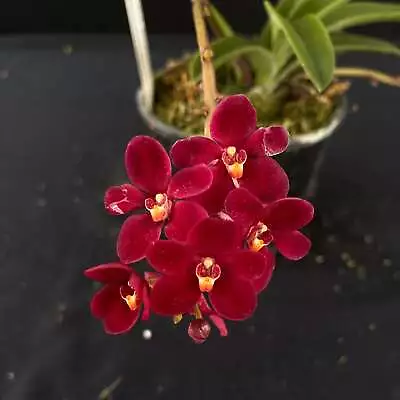 Flowering Select Sarcochilus SP23/041 • $45