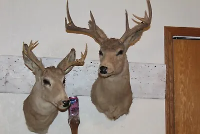 Pair Whitetail Deer Heads Shoulder Mounts Taxidermy Shed Antler Hunt Mule Cape • $295