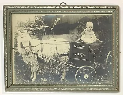 Houston 1938 Baby In Cart Pulled By Angora Goat Framed Black & White Photo • $14.95