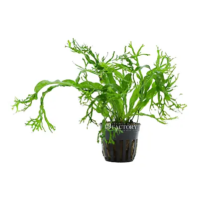 Java Fern Lace Windelov | Aquarium Plants Factory® • $6.99