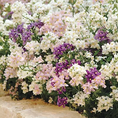 Nemesia Poetry Perennial Mix 150 Seeds(Cape Snapdragon) For 2024 • $3.39