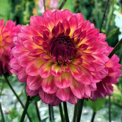 Dahlia Decorative Armateras Tubers. Bright Pink And Yellow Summer Flowers. • £8.95