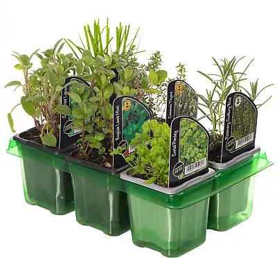 Herb Mix Varieties - 6 Pack | Herb Plants For Sale | Cooking / Medicinal Herbs • £14.99