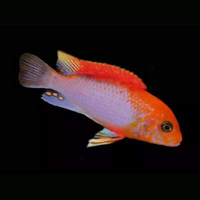 Red Sunflower Cichlid | Labidochromis Sp. | Lake Malawi Cichlid • £18.98