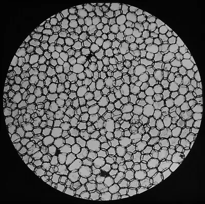 £20 • Buy ANTIQUE Magic Lantern Slide RICE PAPER PLANT CELLS X35 C1890 MICROSCOPE PHOTO