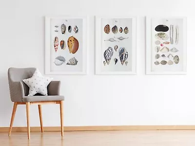 Set Of 3 Vintage Seashells Sea Shell Wall Art Prints Poster Pictures A4 • $11.18
