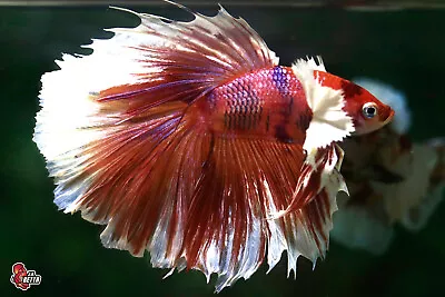 Live Betta Fish Aquarium Koi Nemo Dumbo Male Halfmoon #F727 Thailand Seller • $10