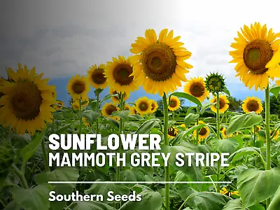 Sunflower Mammoth Grey Stripe -  Heirloom Seeds - Medicinal & Culinary - GMO Fr • $1.95