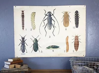 Vintage A J Nystrom Biology Bug Insect School Canvas Chart Sign Medical Oddity • $324.99
