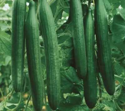 6x Telegraph Improved Cucumber Plug Plants. END APRIL • £8.98