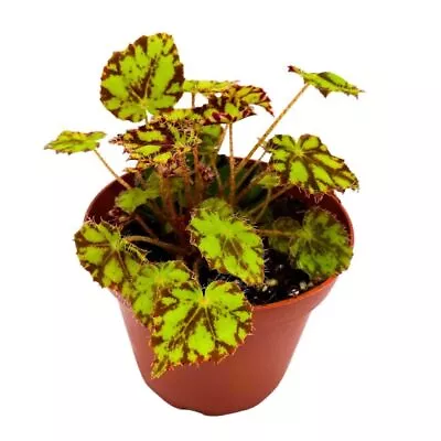 Harmony's Tiger Kitten 4 Inch Rhizomatous Begonia Rhizo Yellow Red Mini Leaves • $24.99