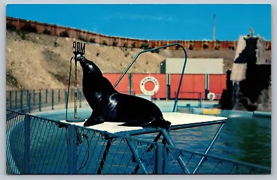 Sea Lion At Marineland Of The Pacific Los Angeles County CA California Postcard • $7.95