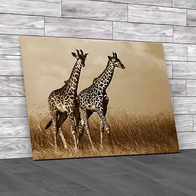 Romantic Giraffe Couple Walking In Grass Field Sepia Canvas Print Large Picture • £14.95