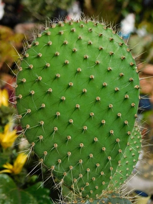 £20 • Buy Echios V Inermis Rare Galapagos Opuntia