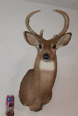Whitetail Deer Head Shoulder Mount Taxidermy Cape Shed Antler Hunt Mule Rack • $230