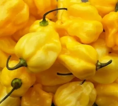 YELLOW HABANERO HOT PEPPER SEEDS 30+  CARIBBEAN YELLOW  Salsa FREE SHIPPING  • $1.80