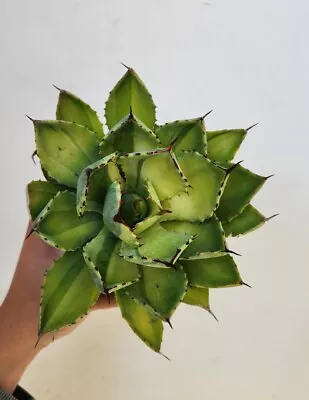 Agave Kissho Kan Highly Variegated 14cm Diameter • $45