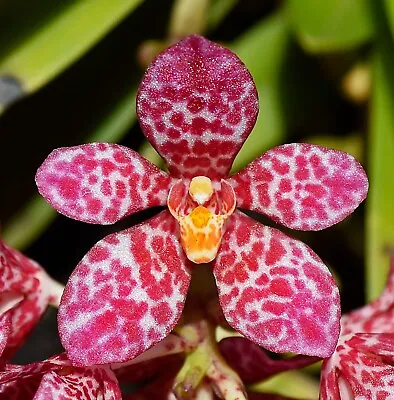 $14.50 • Buy Orchid -Sarcochilus Newbold High Noon 'SS1' X Kulnura Berry 'SS1'