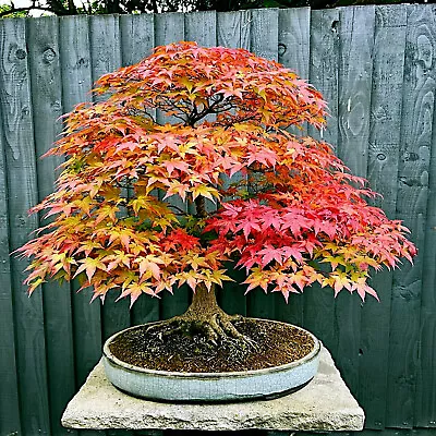 $17.89 • Buy *RED SUNSET* Japanese Maple (Acer Rubrum) Tree Seeds, Landscaping Or Bonsai