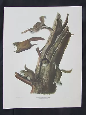 J. J. Audubon - Common Flying Squirrel Pteroyms Volucella  - J. T.  Bowen Print • $19.95