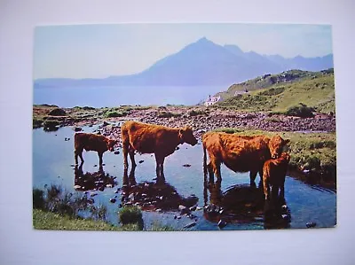 Elgol Postcard Skye. Crofters' Cattle - Highland Cattle. (J Arthur Dixon) • £2.79