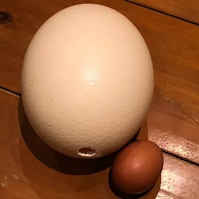£24 • Buy Ostrich Egg Shell - For Your Egg Hunt Or For Decorating