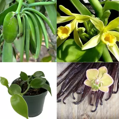 Vanilla Planifolia Orchid Plant Species Rooted Live 05+ Cuttings Vanilla Bean • $13.99