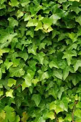 English Ivy (Hedera Helix) 12 Seeds • $3.25