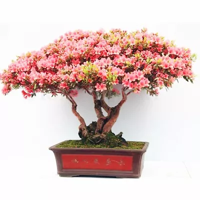 Rhododendron Schlippenbachii (Royal Azalea) 20 Tree Seeds •RARE Bonsai Garden UK • £3.99