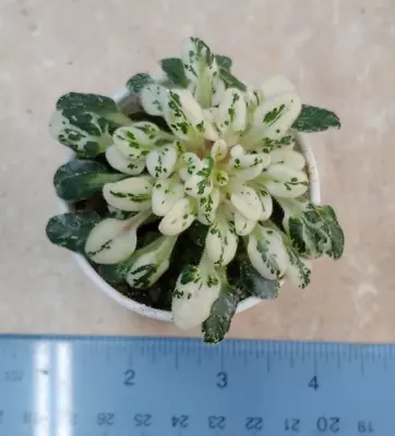 African Violet Plant -- ﻿N-Spletnitsa   ~ Variegated Micro~ Actual Plant • $13.50