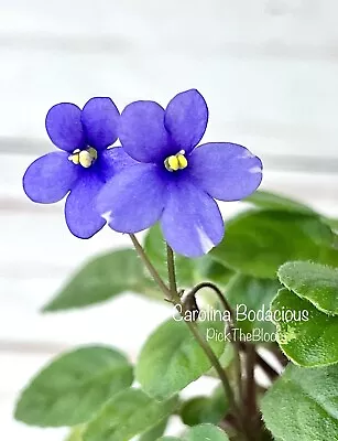 African Violet Plant **Carolina Bodacious** Miniature Trailer • $9.95