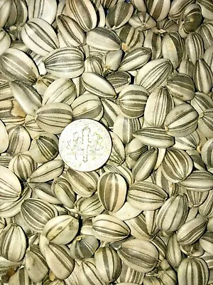 100+ Giant Mammoth Sunflower Seeds For 2024 Non-GMO Heirloom USA • $9.10