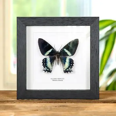 Alcides Orontes Taxidermy Moth Frame From Maluku Islands • $55.56