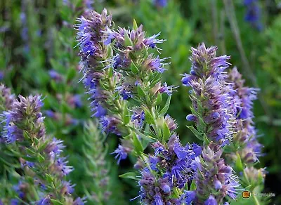 Hyssop Seeds Bees & Butterflies Blue-Violet Variety Sizes FREE SHIP • $2.29