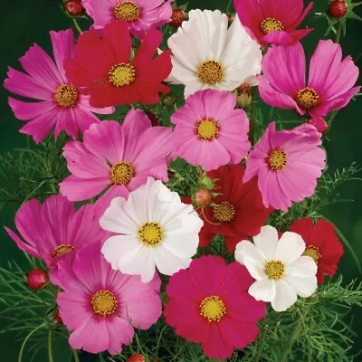 250 Seeds Cosmos Bipinnatus Sensation Mix+4  FREE REUSABLE PLANT LABEL  • £0.99