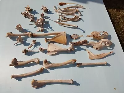 WHITE TAIL DEER SKELETAL BONES FOR TAXIDERMY/STUDY Teethheadribsvertebrae Etc • $9.99