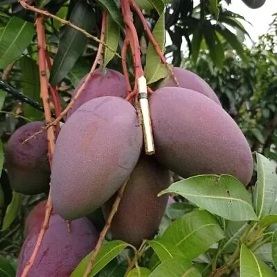 20++ Irwin Mango Seeds (Mangifera Indica) Rare Mango • $3020