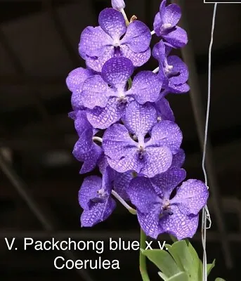 Vanda Packchong Blue X Coerulea  BS Orchid • $48