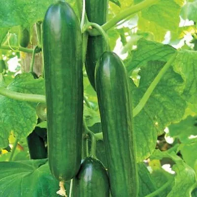 Cucumber Beit Alpha Seeds - Persian Variety - B211 • $1.99