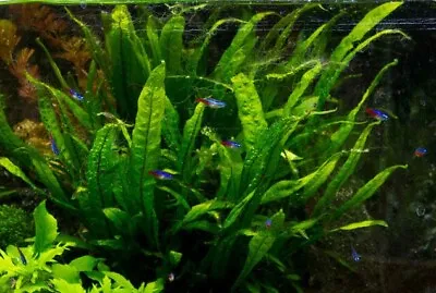 Java Fern Microsorum Pteropus Easy Live Aquarium Plants BUY 2 GET 1 FREE ✅ • $9.49