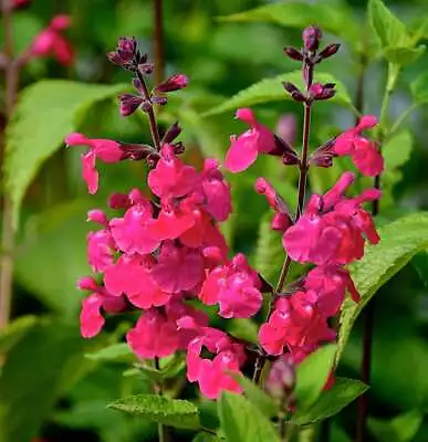3x Salvia Pink Pong Plug Plants Ornamental Sage Perennial Pink Flowers • £9.95