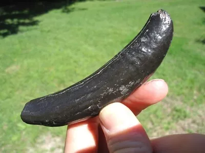 Glossy Black Sperm Mammal Tooth Florida Fossils Ice Age Extinct Bones Jaw Skull • $69